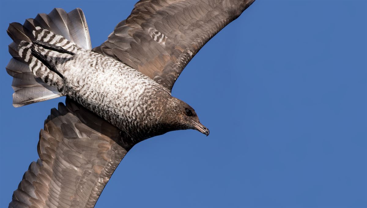 Pomarine Jaeger
