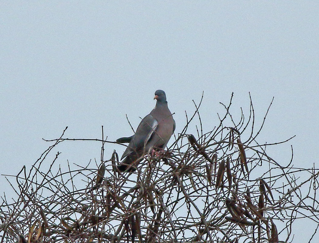 Common Wood Pigeon