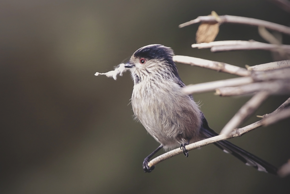 Long-tailed Tit