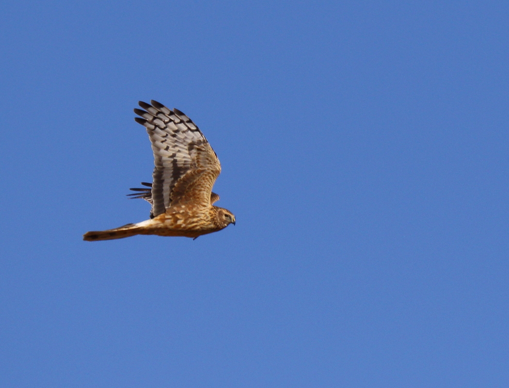 Hen Harrier