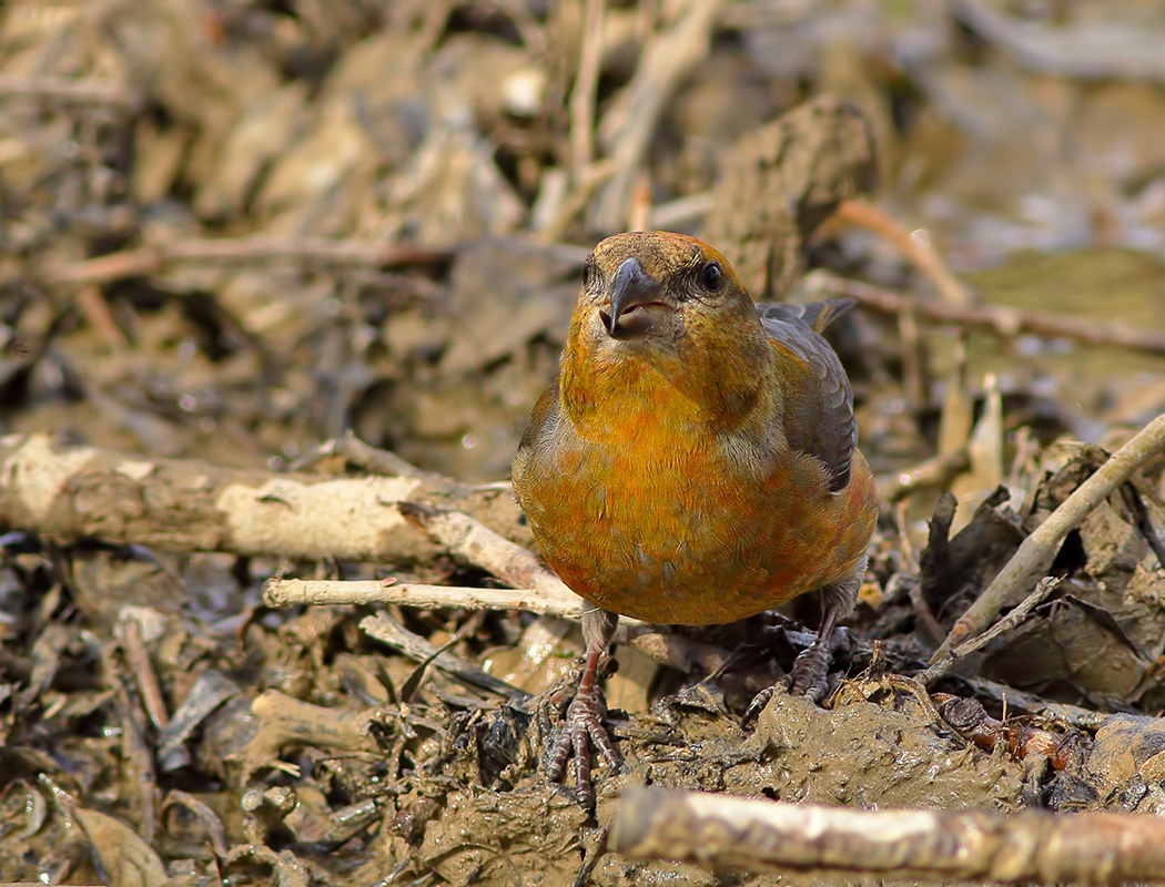 Red Crossbill