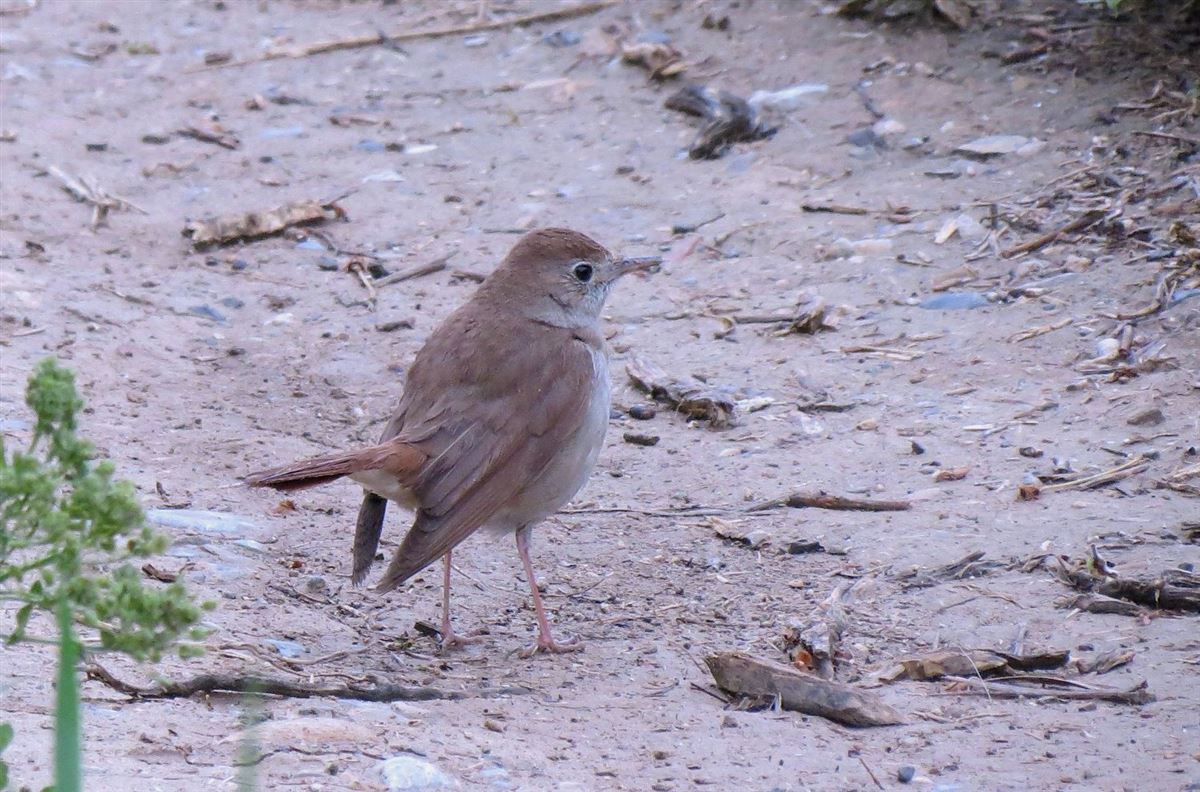 Common Nightingale