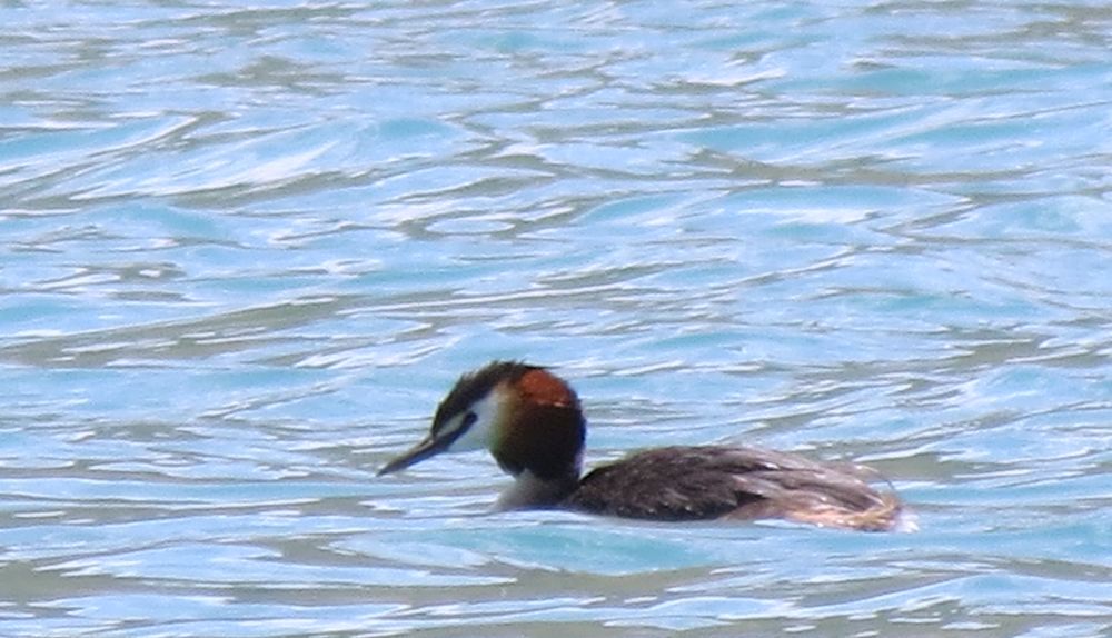 Great Crested Grebe
