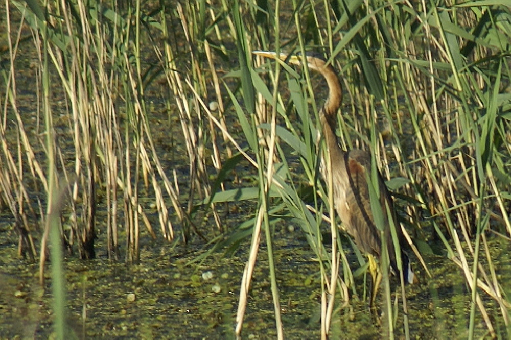Purple Heron