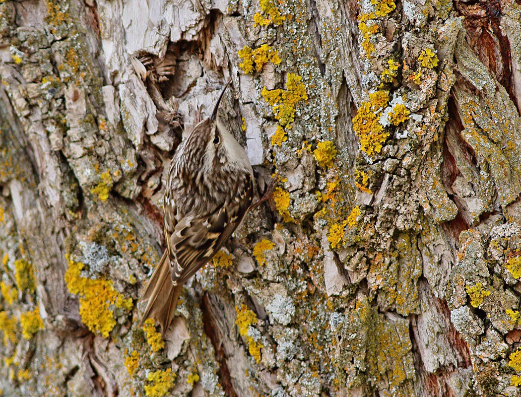 Short-toed Treecreeper