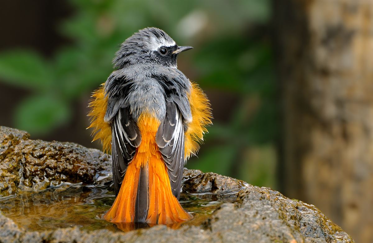 Common Redstart