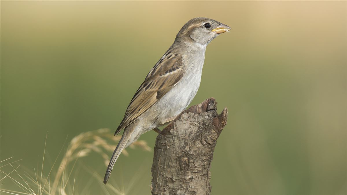 House Sparrow