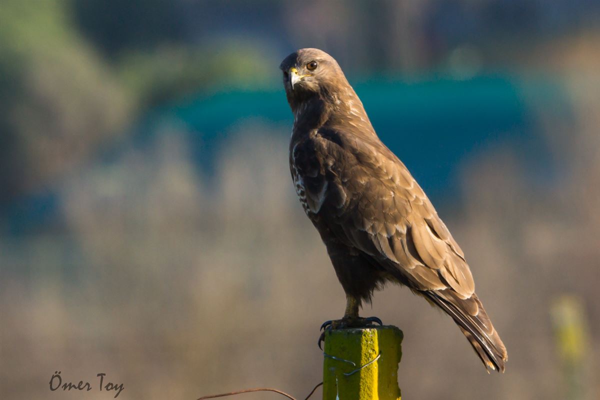 Common Buzzard