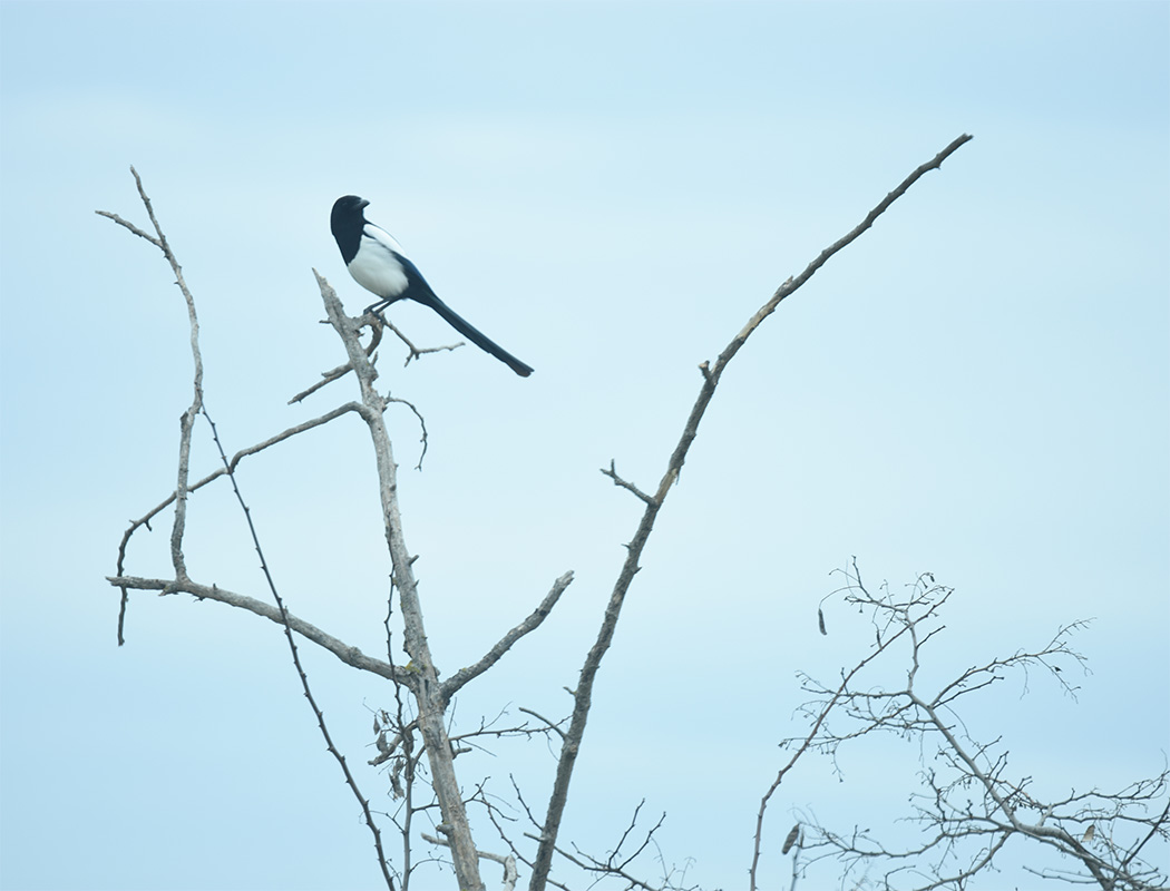 Eurasian Magpie