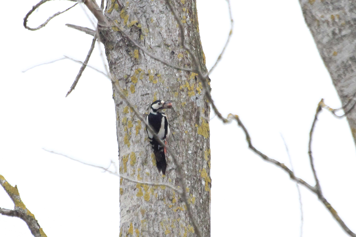Great Spotted Woodpecker