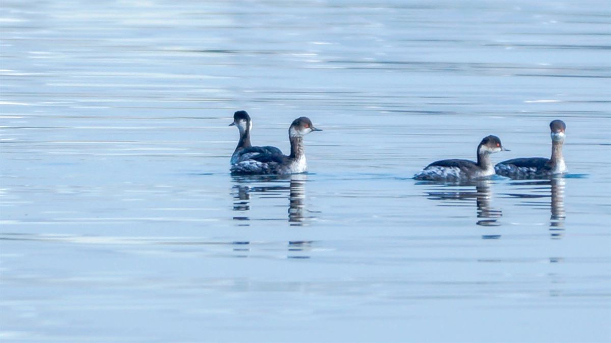 Black-necked Grebe