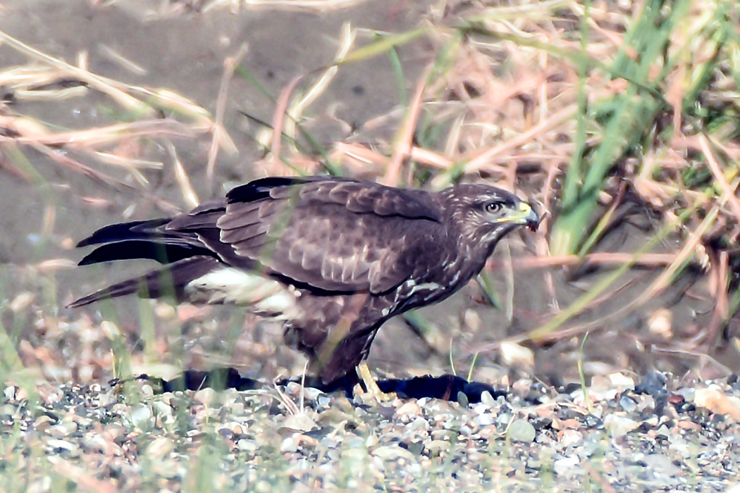 Common Buzzard