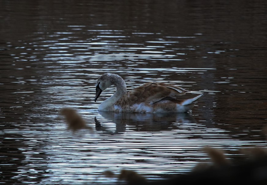 Mute Swan