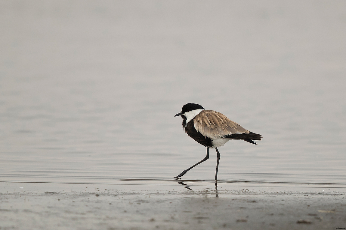 Spur-winged Lapwing