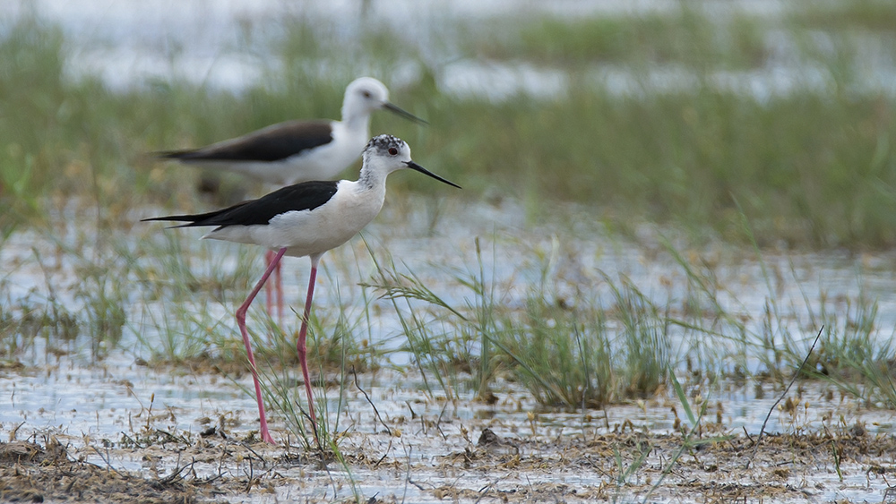 Black-winged Stilt
