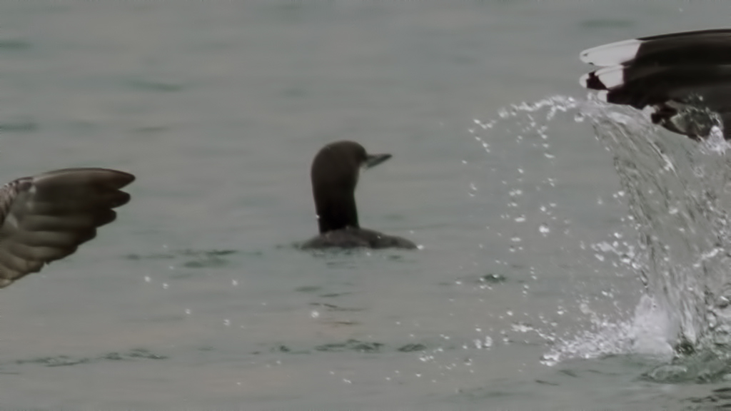 Black-throated Loon