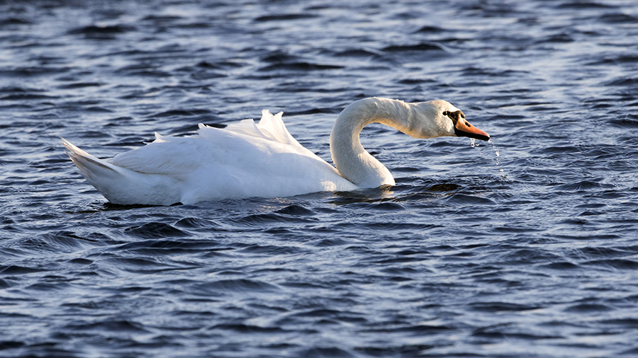 Mute Swan