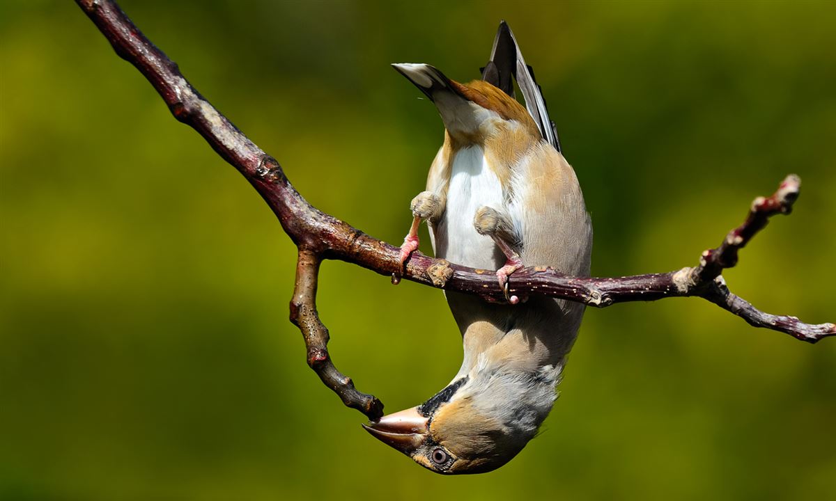 Hawfinch