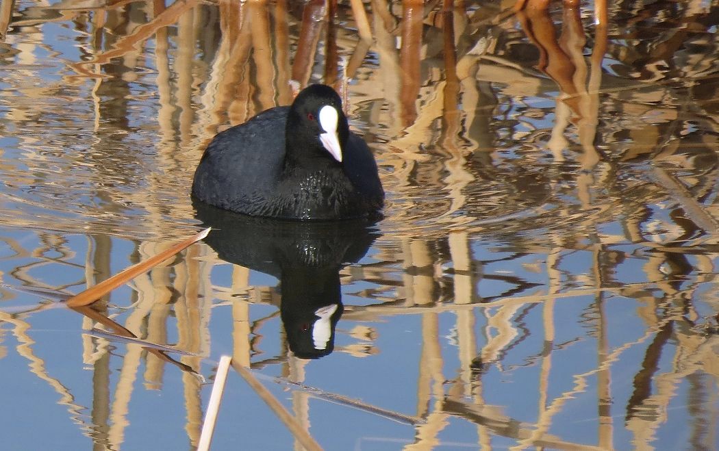 Eurasian Coot