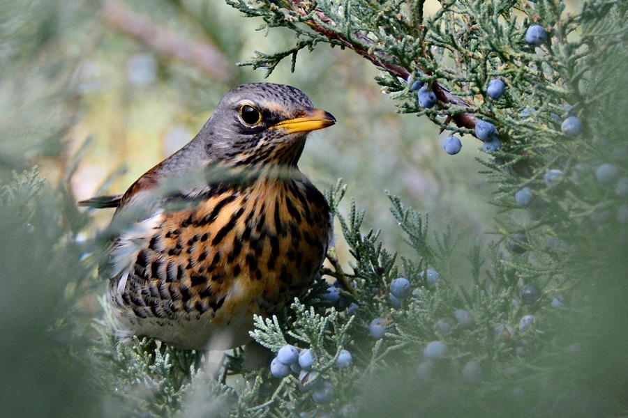 Fieldfare
