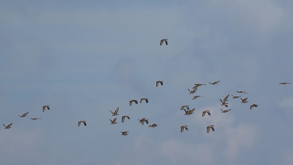 Great Bustard