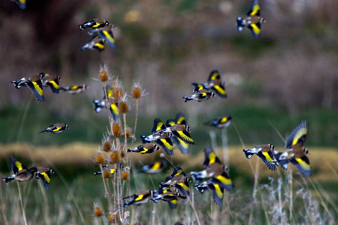European Goldfinch