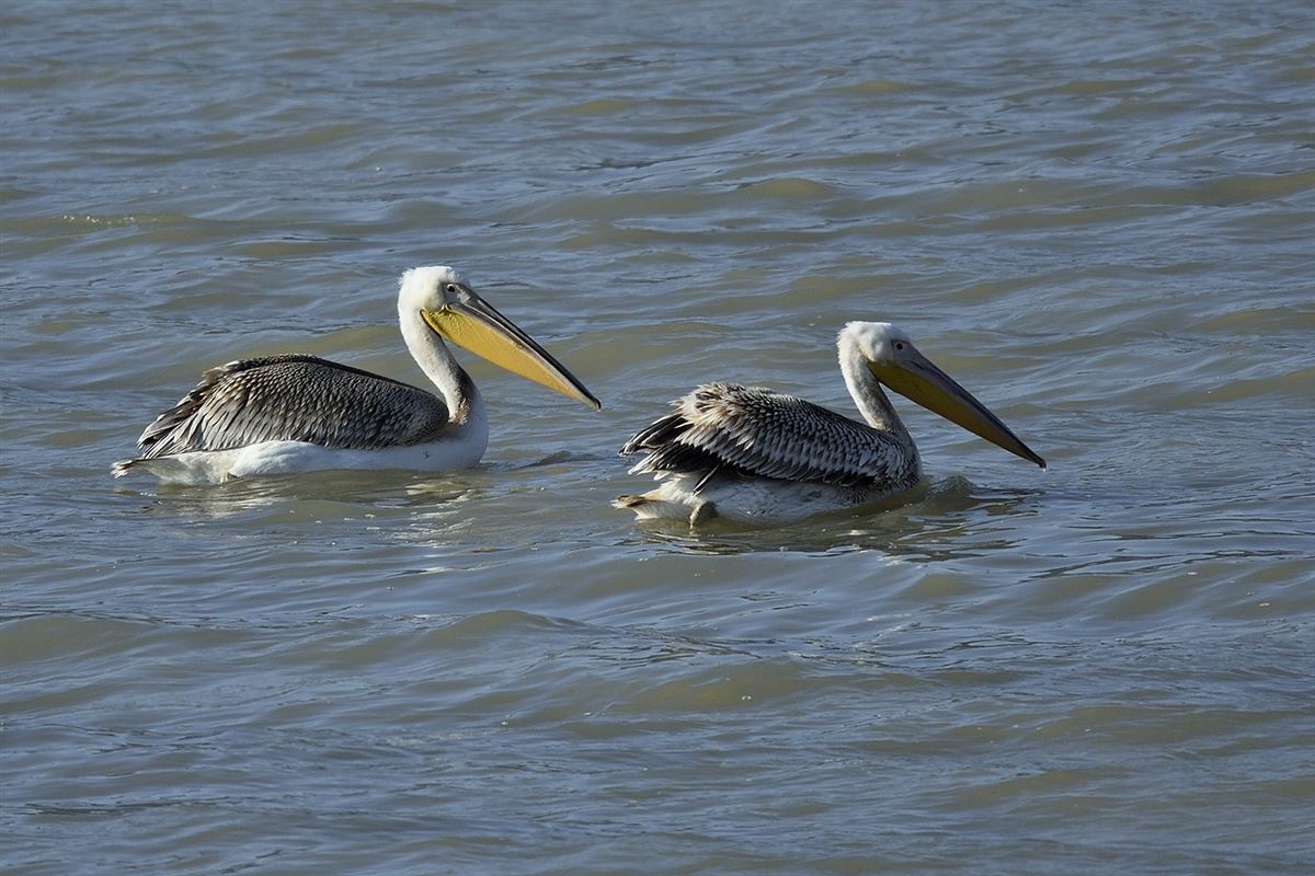 Great White Pelican