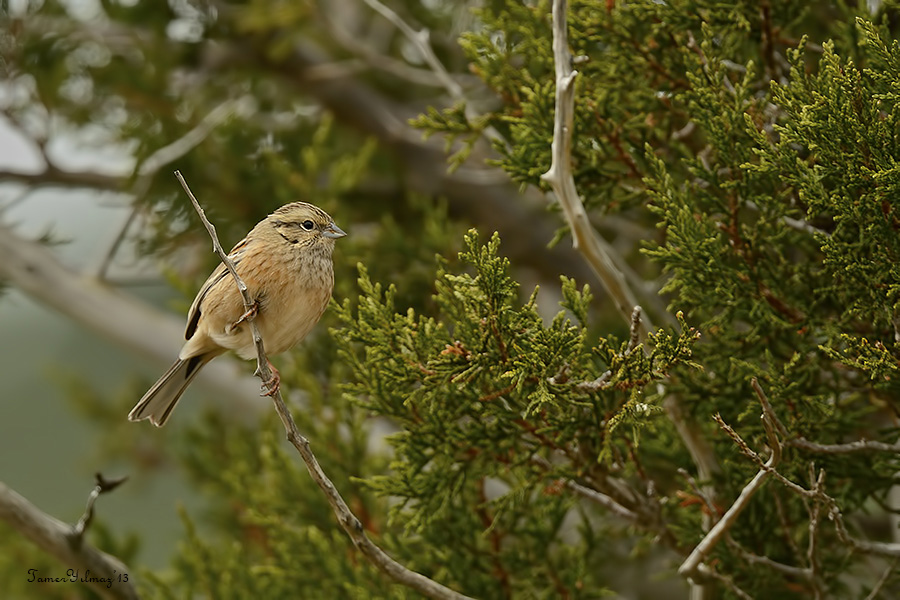 Rock Bunting