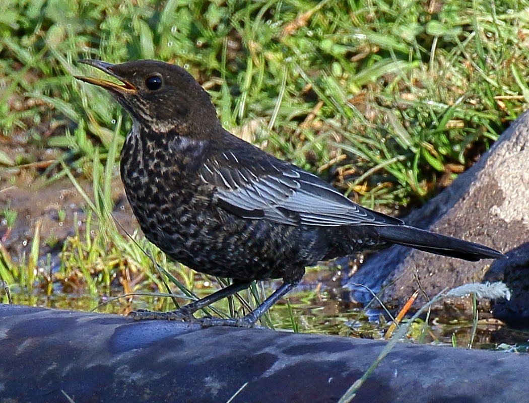 Ring Ouzel
