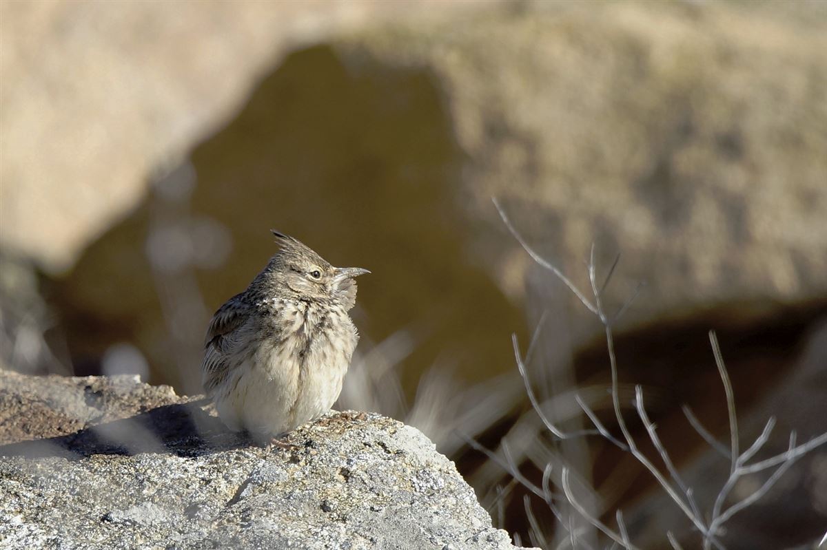 Crested Lark