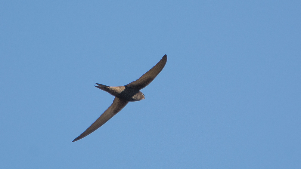 Common Swift