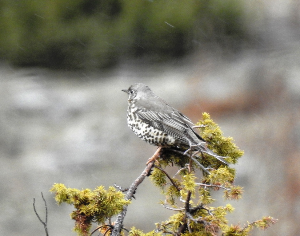 Mistle Thrush