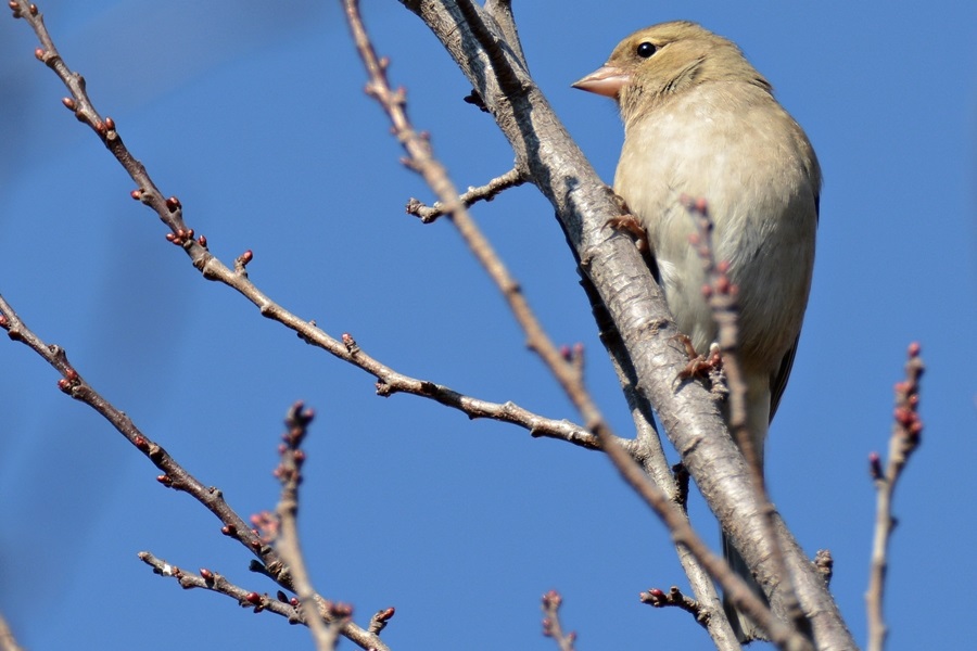 Eurasian Chaffinch