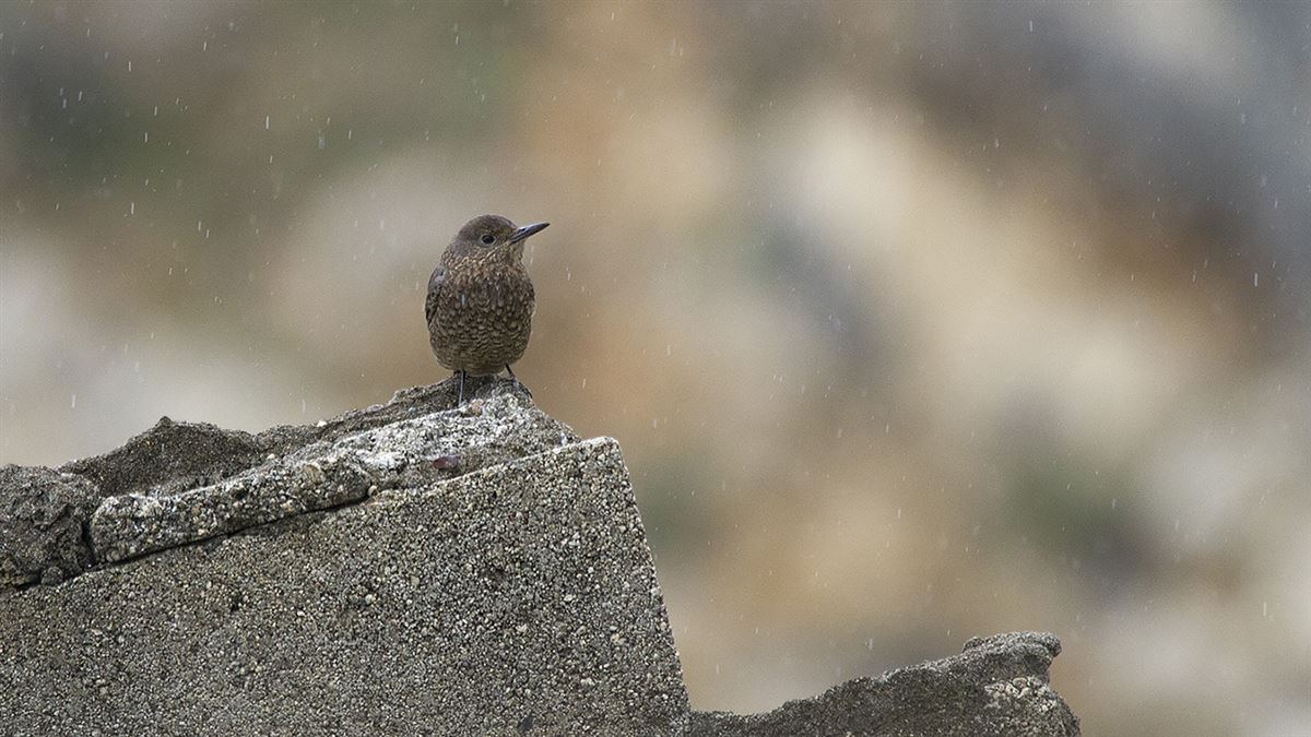 Blue Rock Thrush