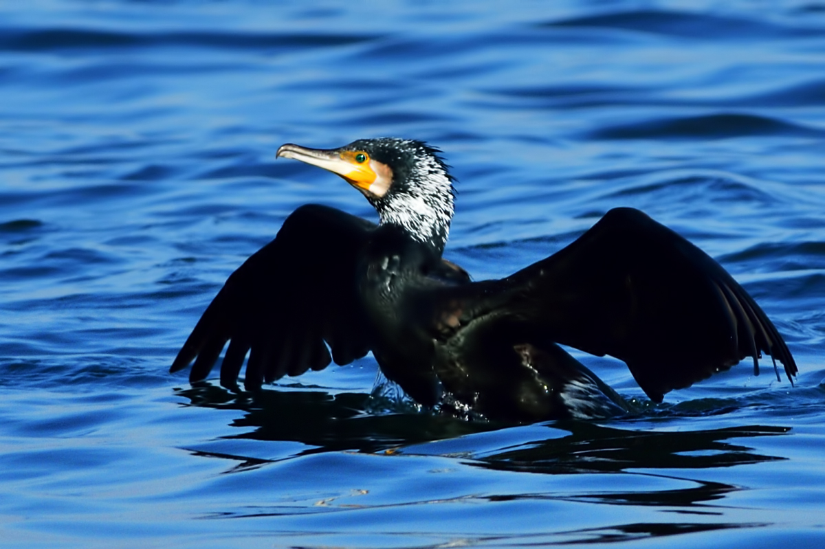 Great Cormorant
