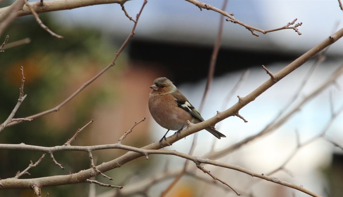 Eurasian Chaffinch