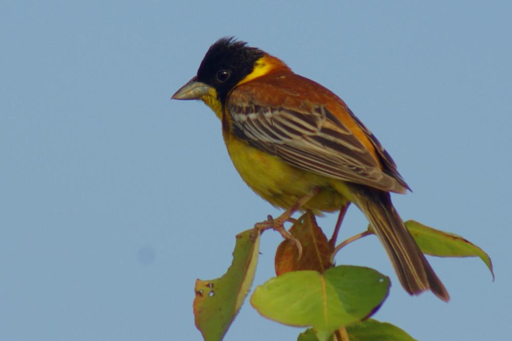 Black-headed Bunting