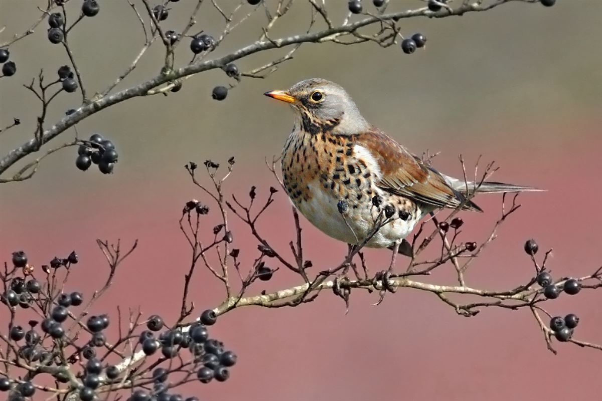 Fieldfare