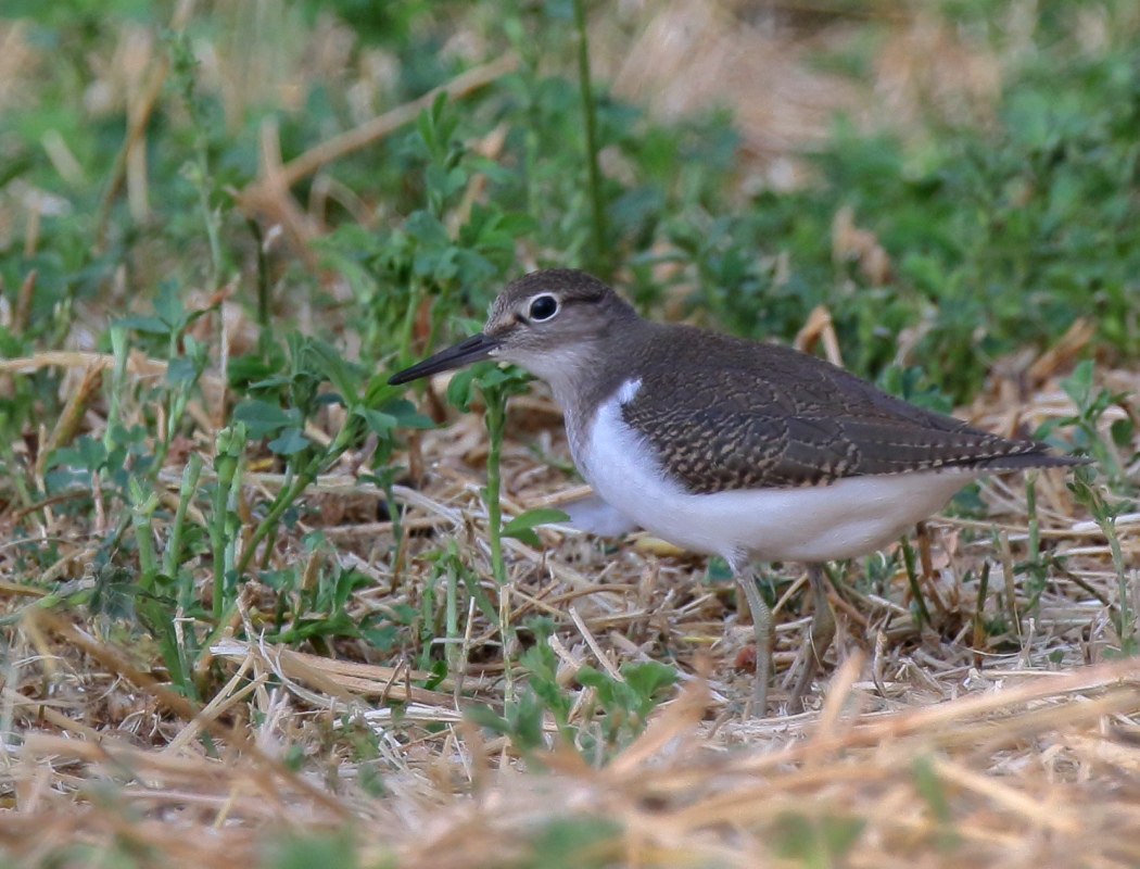 Common Sandpiper
