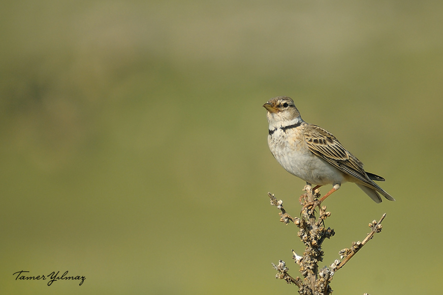 Calandra Lark