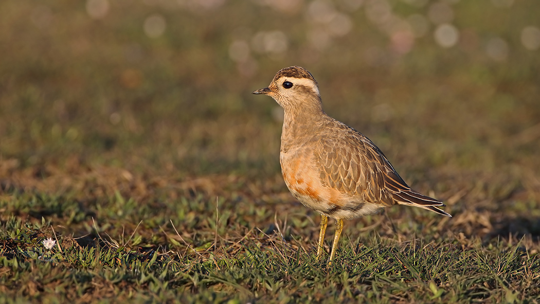 Eurasian Dotterel