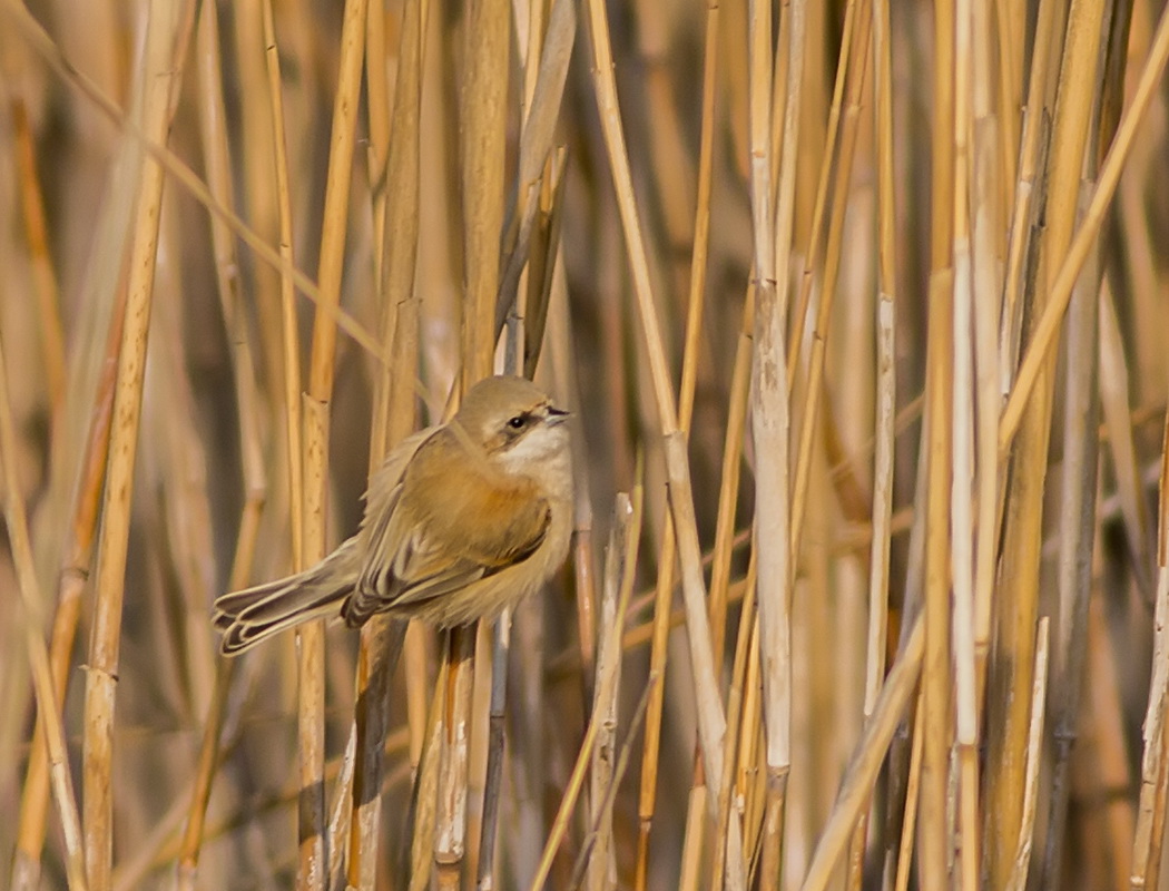 Eurasian Penduline Tit