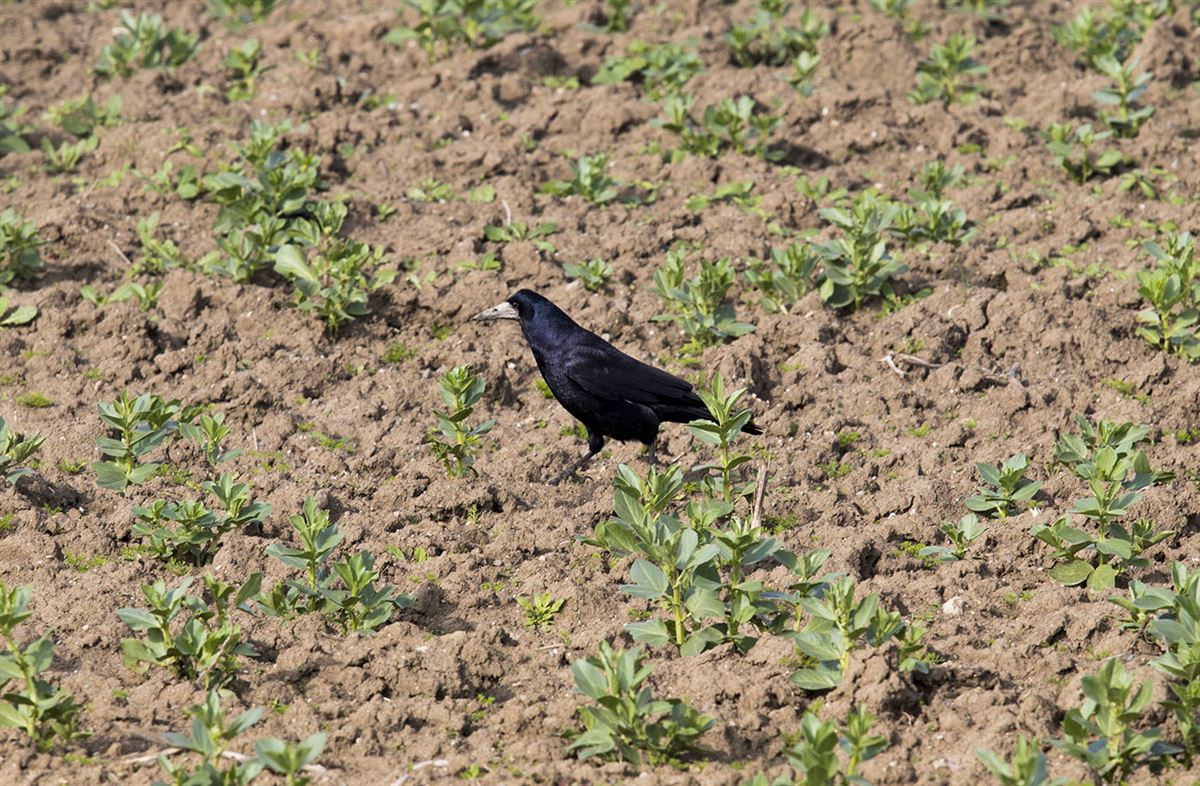 Rook