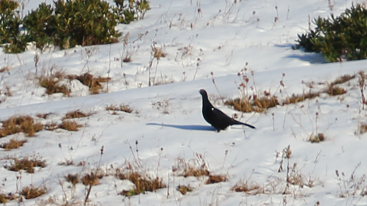 Caucasian Grouse
