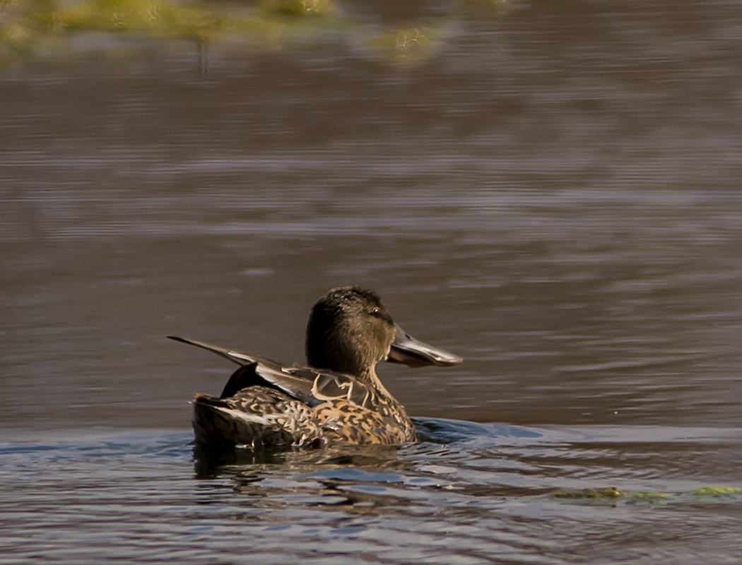 Northern Shoveler