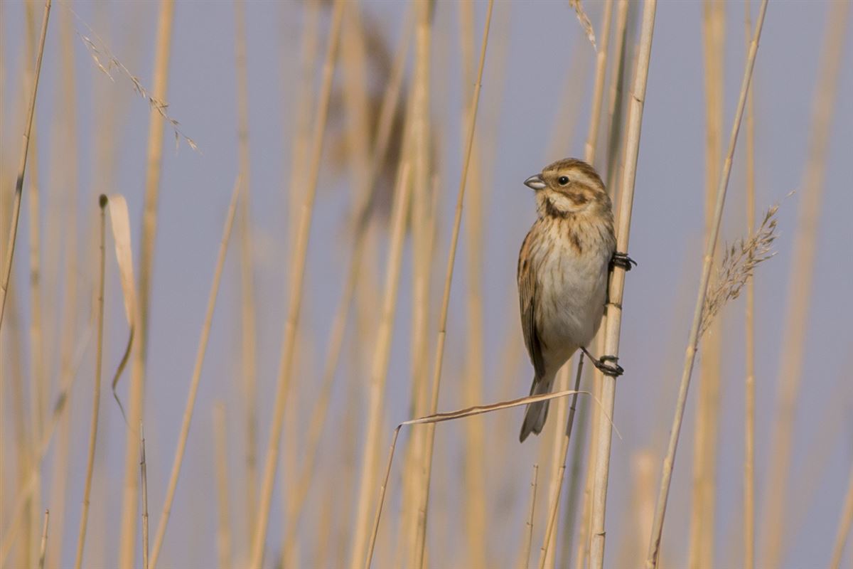 Common Reed Bunting