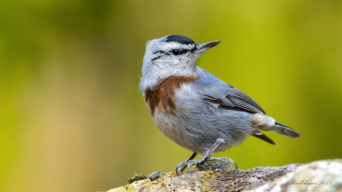 Krüper`s Nuthatch