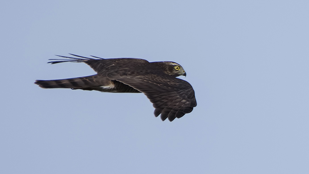 Eurasian Sparrowhawk