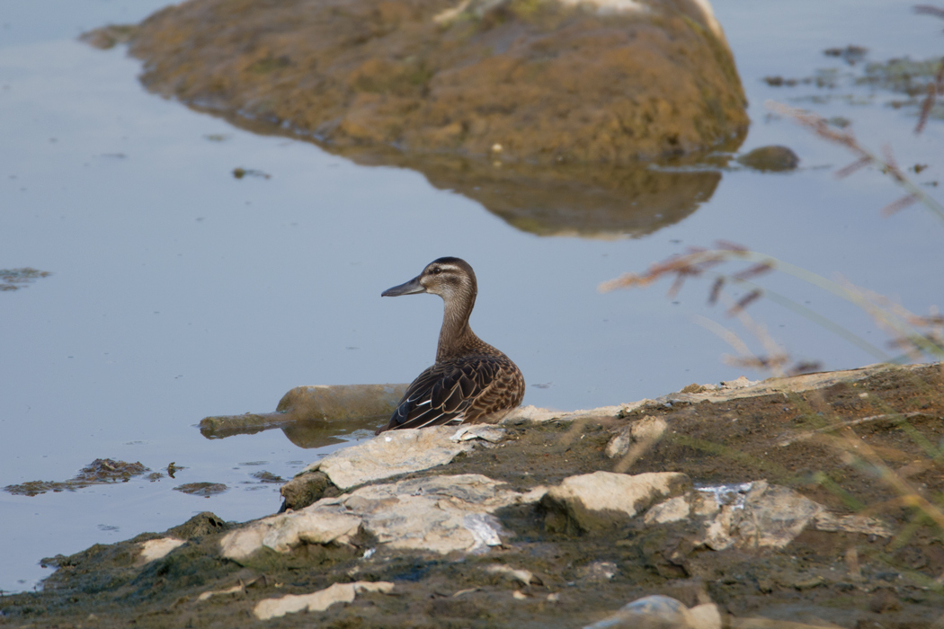 Garganey