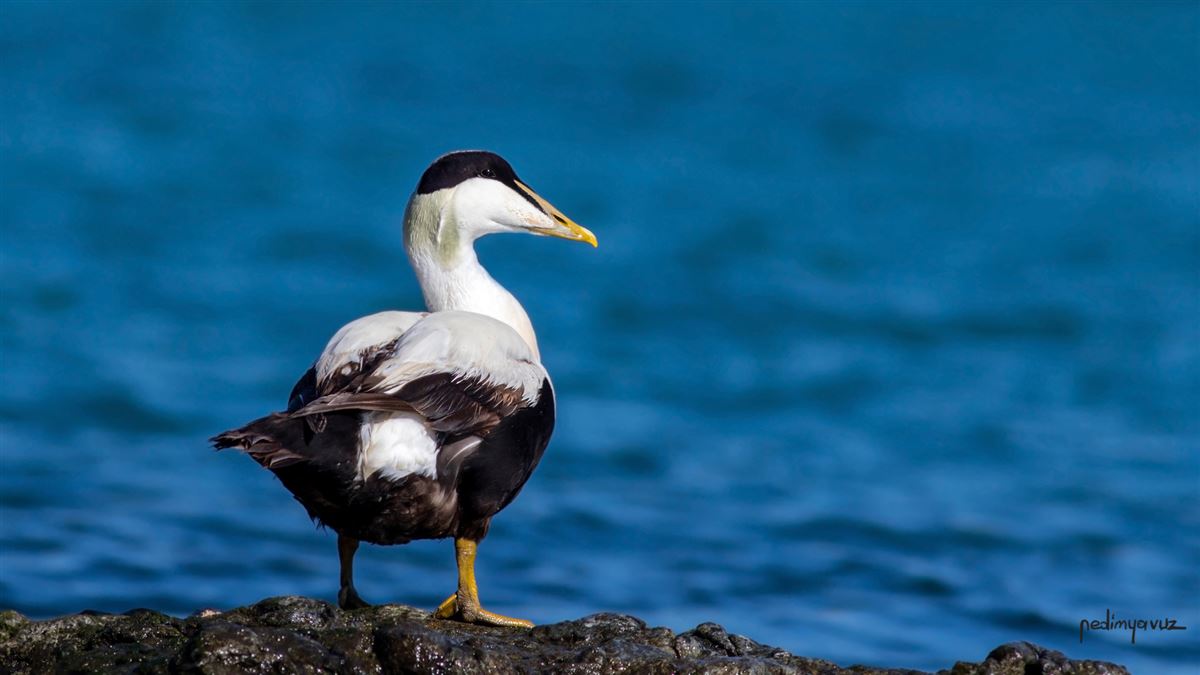 Common Eider